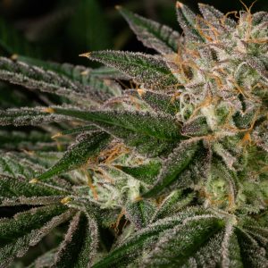 Kosher Kush 1